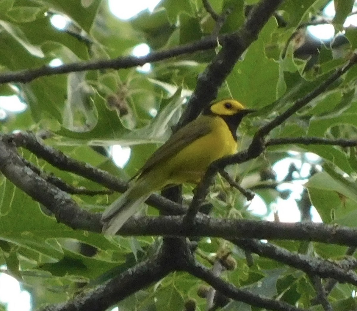 Hooded Warbler - ML620516264