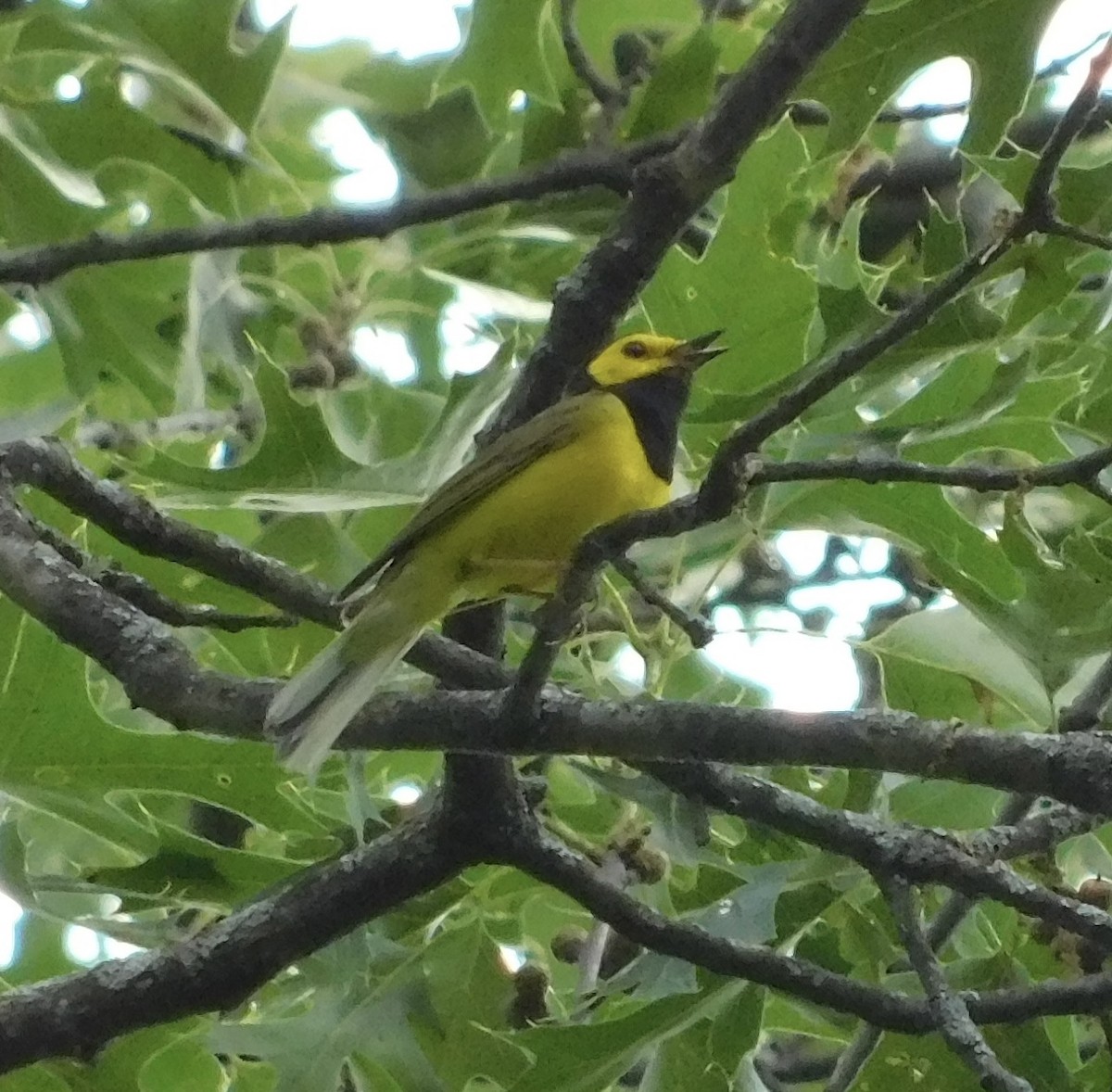 Hooded Warbler - ML620516265