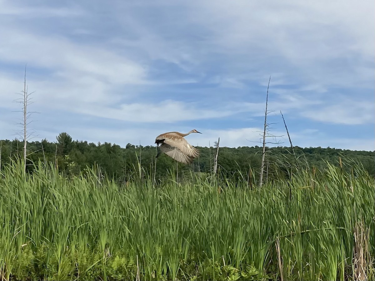 Sandhill Crane - ML620516267