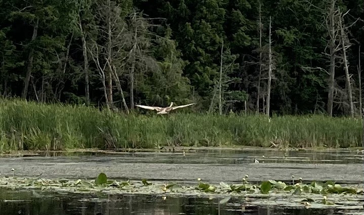 Sandhill Crane - ML620516268