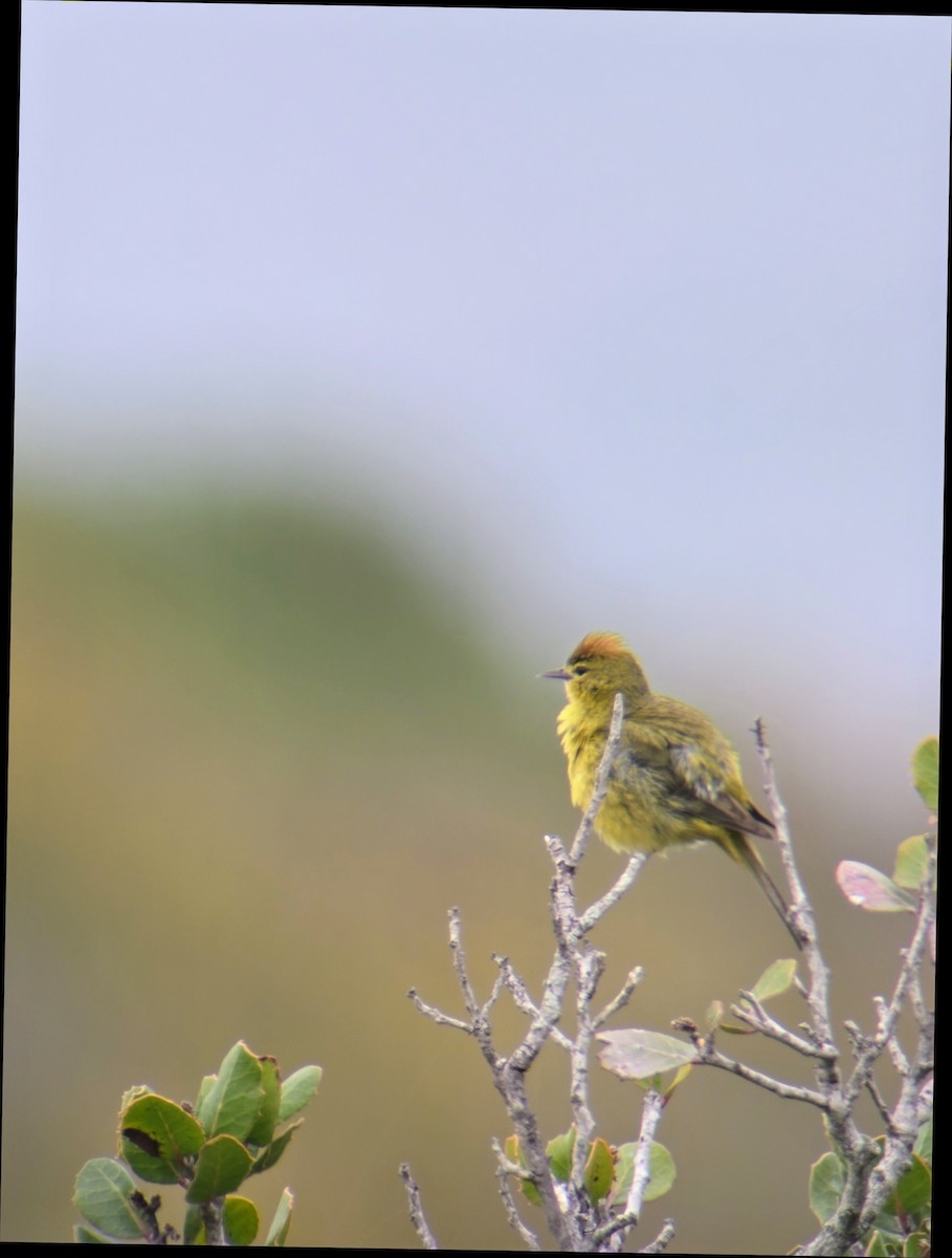 Orange-crowned Warbler - ML620516271