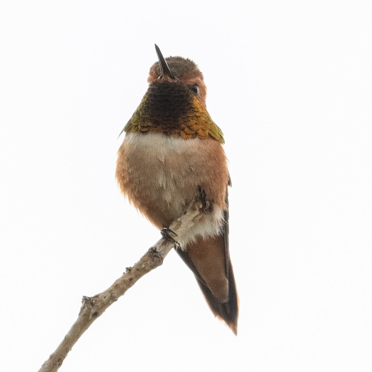Rufous Hummingbird - ML620516280