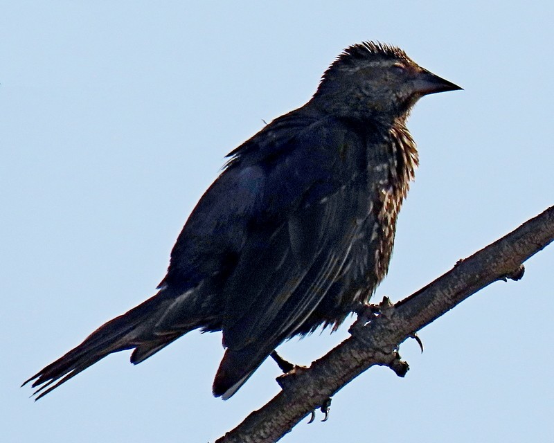 Red-winged Blackbird - ML620516282