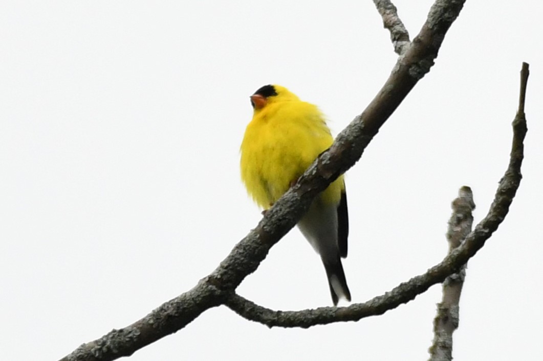 American Goldfinch - ML620516284