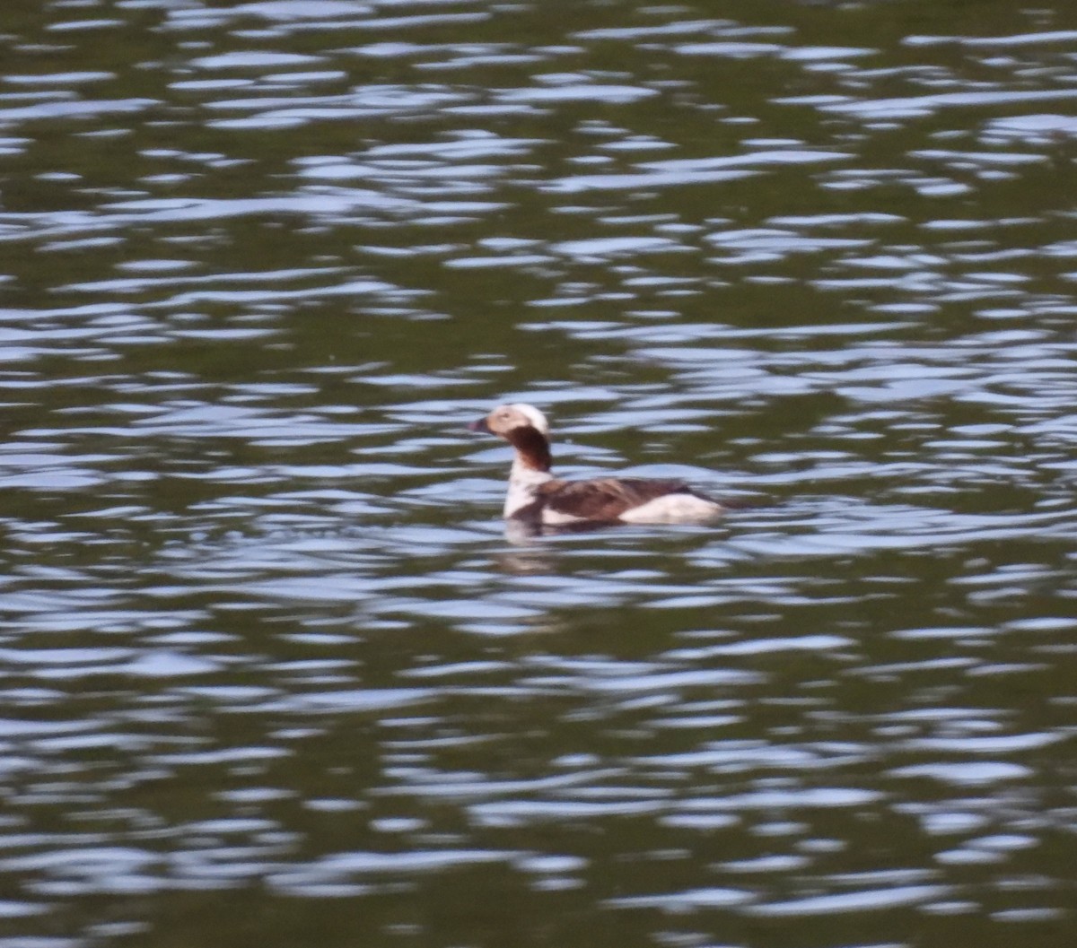 Long-tailed Duck - ML620516288