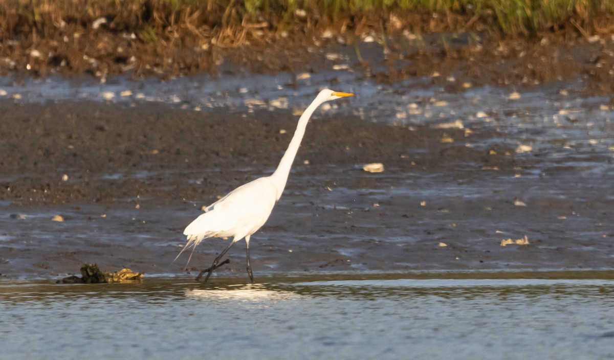 Great Egret - ML620516290