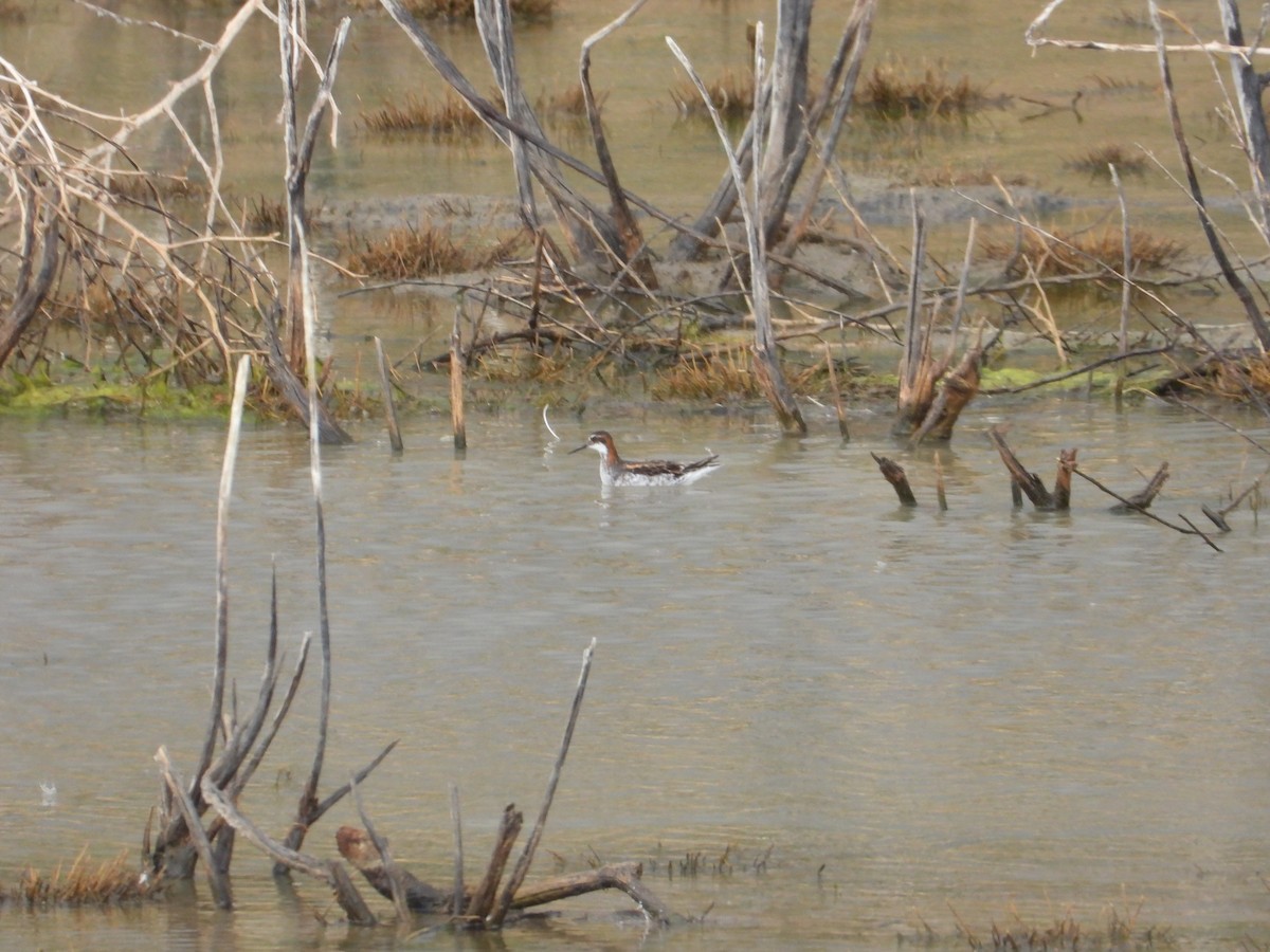 Red-necked Phalarope - ML620516298