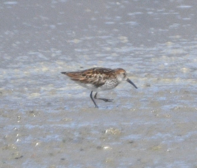 Western Sandpiper - ML620516307