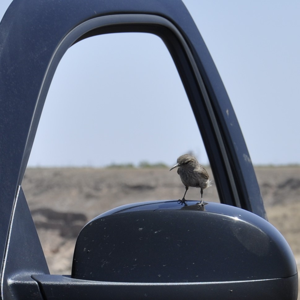 Rock Wren - ML620516308