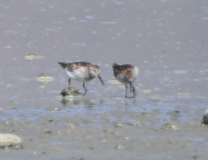 Western Sandpiper - ML620516315