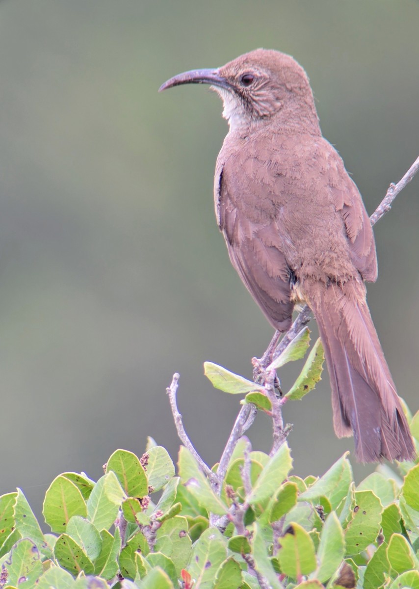 California Thrasher - ML620516316