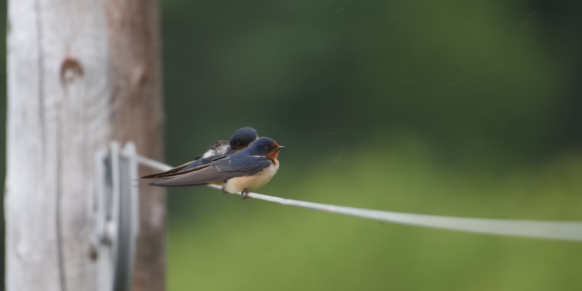 Barn Swallow (American) - ML620516317