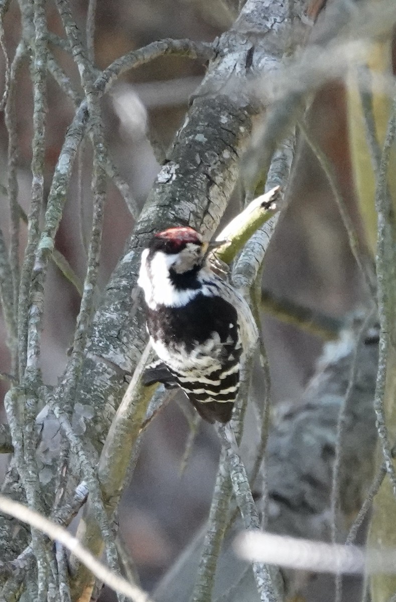 Lesser Spotted Woodpecker - ML620516318