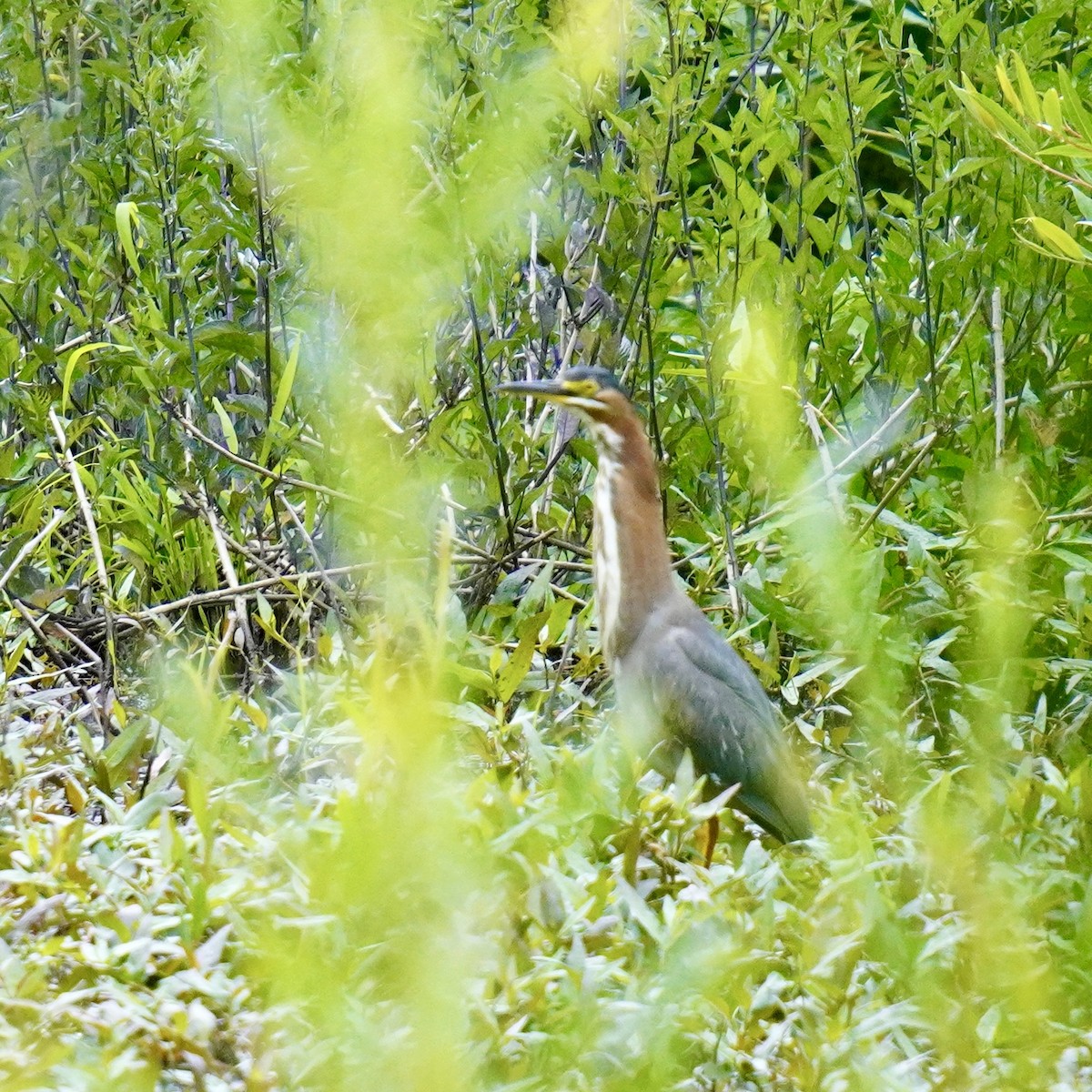 Green Heron - ML620516319