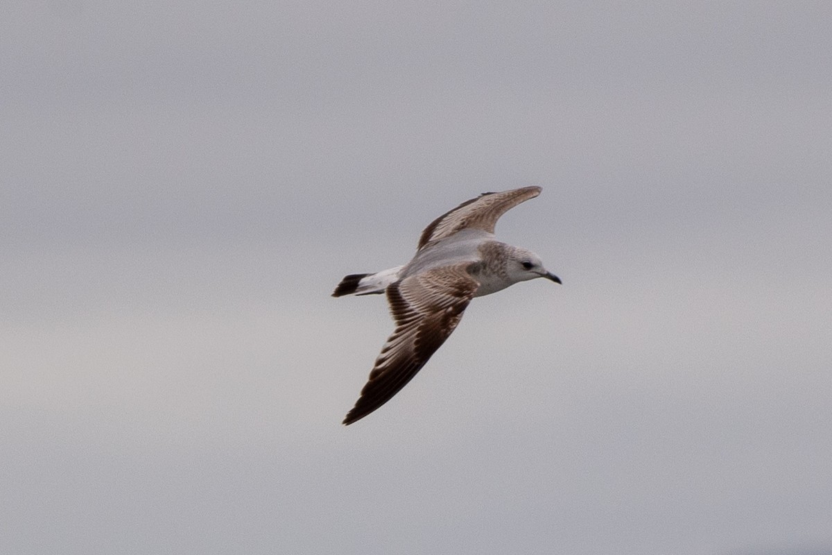 goéland ou mouette sp. - ML620516321