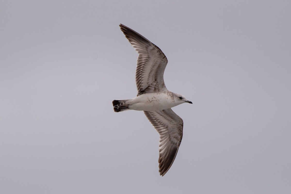 Common Gull (European) - ML620516323