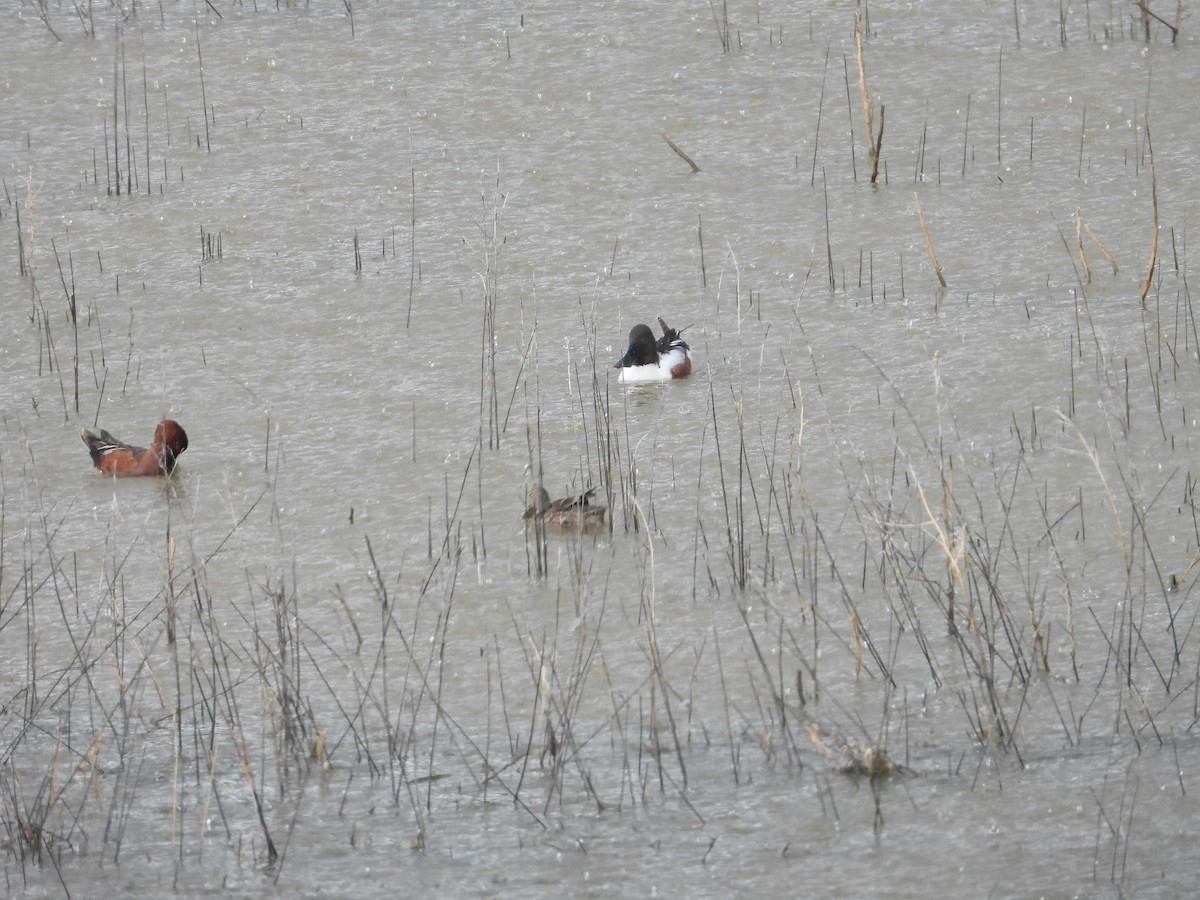 Northern Shoveler - ML620516331