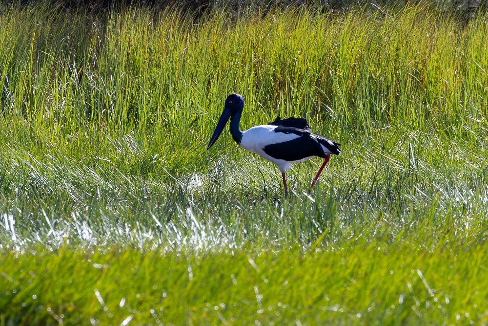 Black-necked Stork - ML620516335