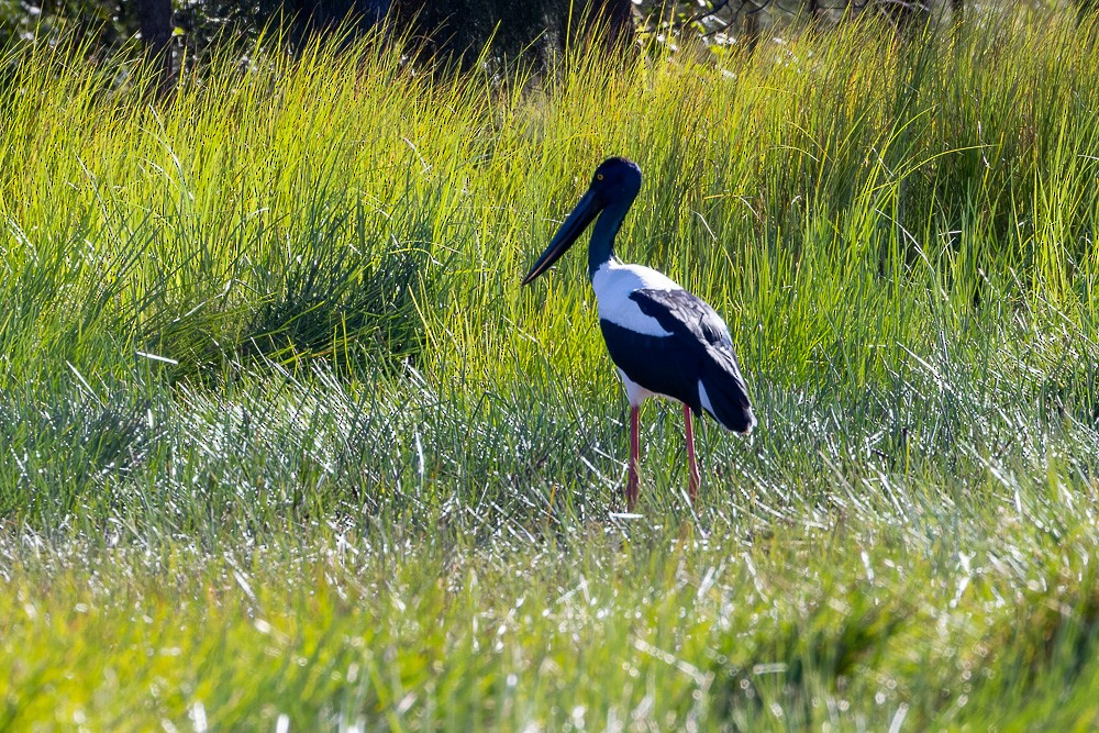 Black-necked Stork - ML620516336