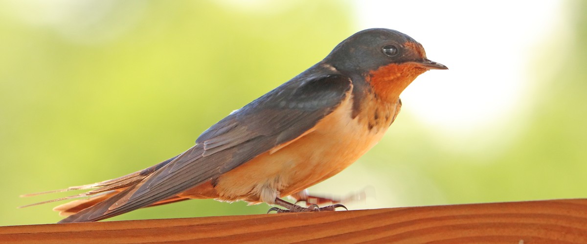 Barn Swallow - ML620516337