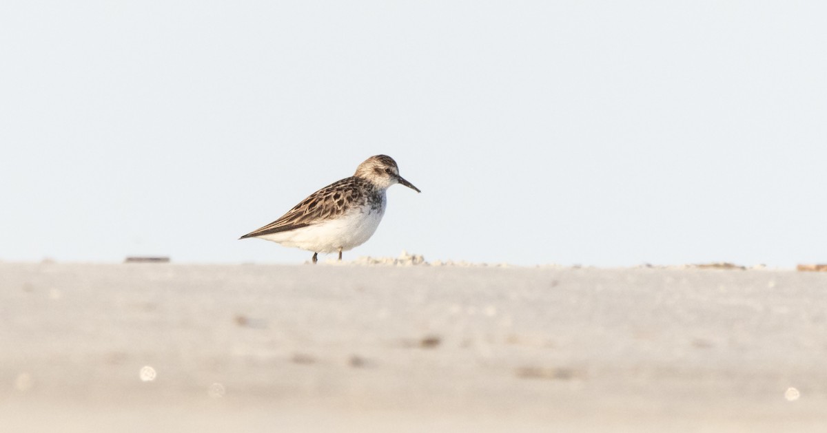 Semipalmated Sandpiper - ML620516338