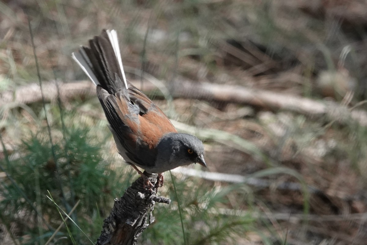 Yellow-eyed Junco - ML620516343