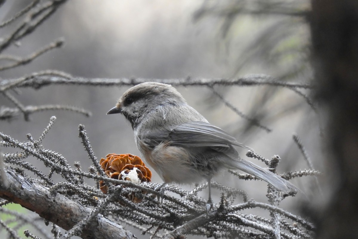 Boreal Chickadee - ML620516357