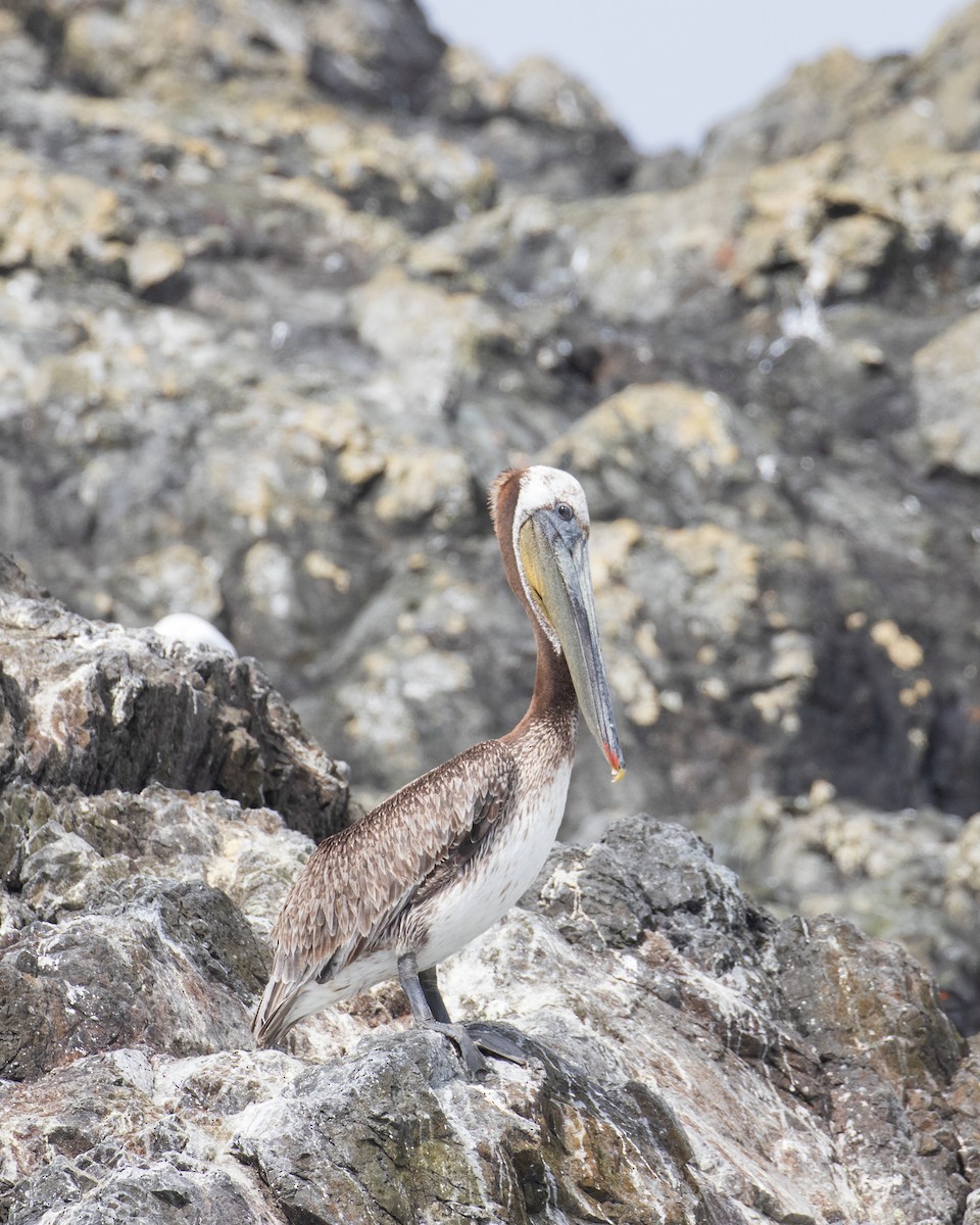 Brown Pelican - ML620516360