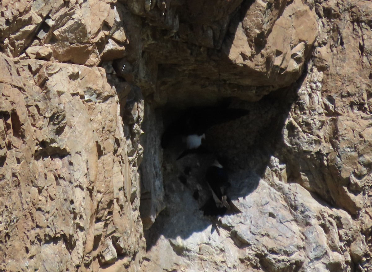 Siberian House-Martin - Jeff Hopkins