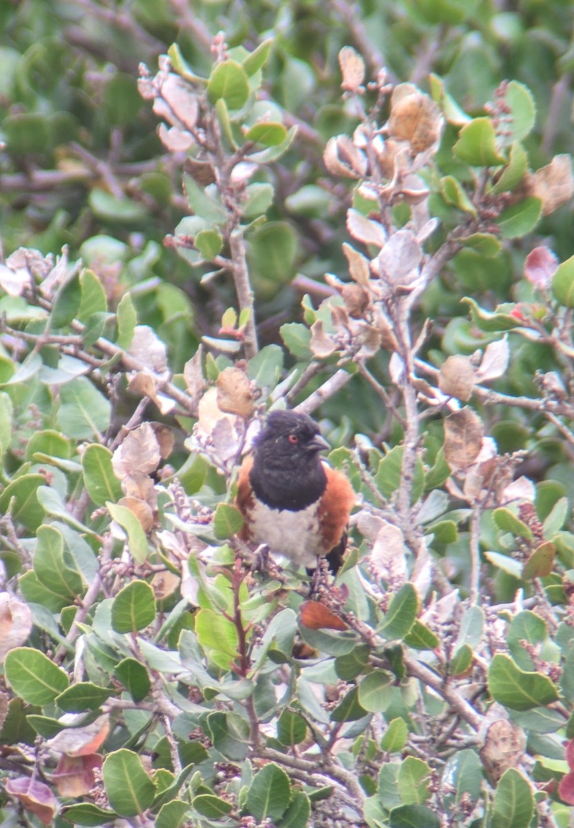 Spotted Towhee - ML620516362