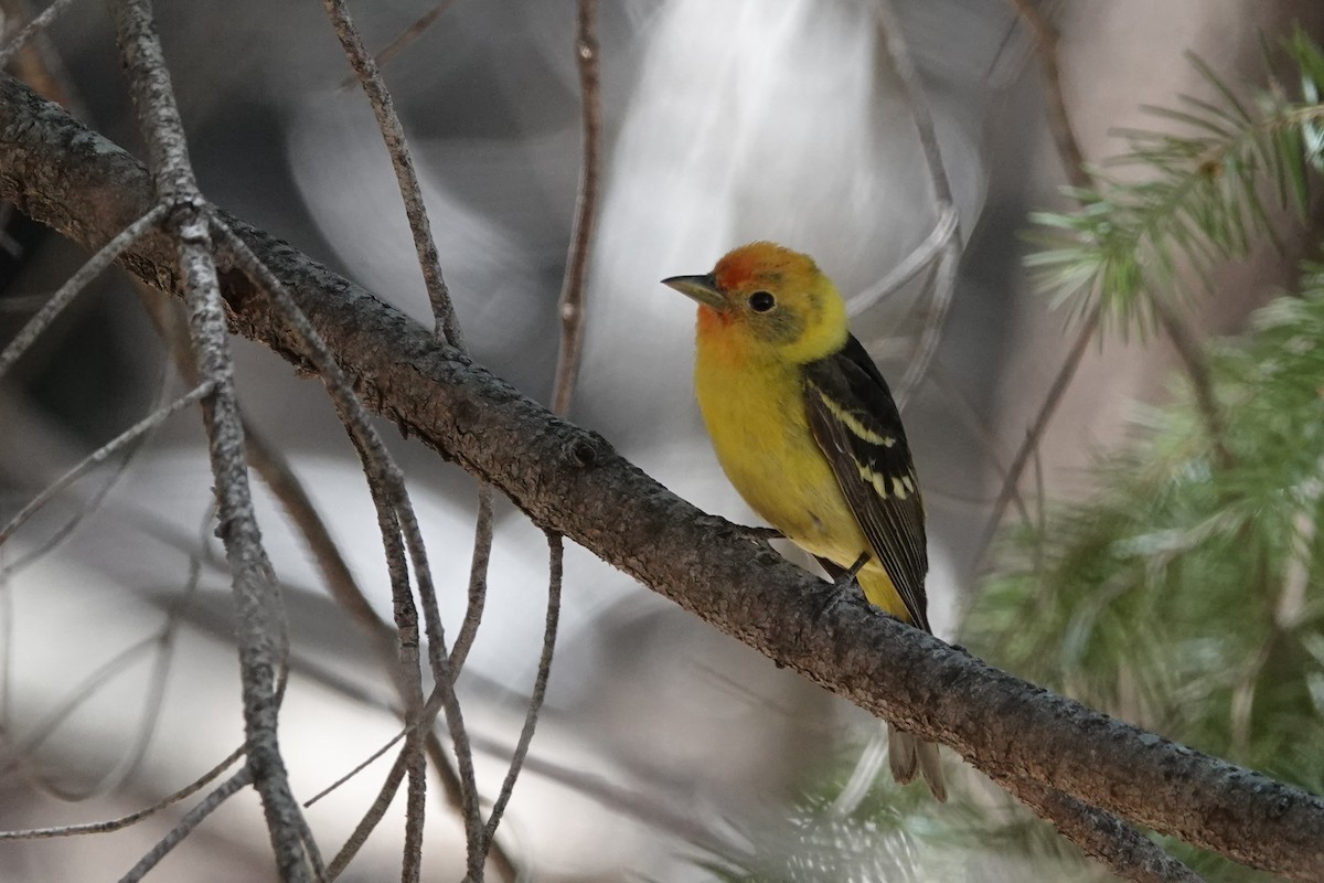 Western Tanager - ML620516363
