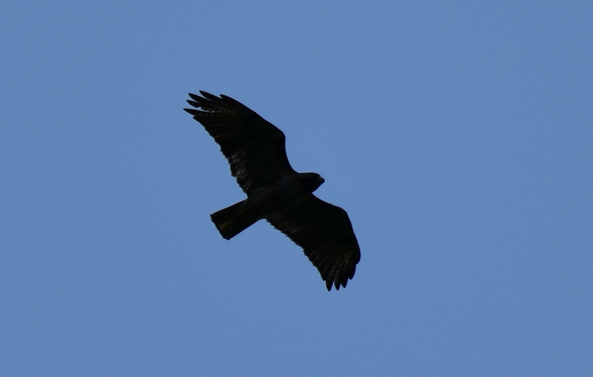 Accipitridae sp. (hawk sp.) - ML620516368