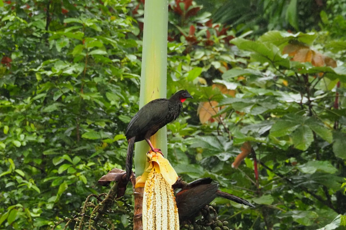 Crested Guan - ML620516369