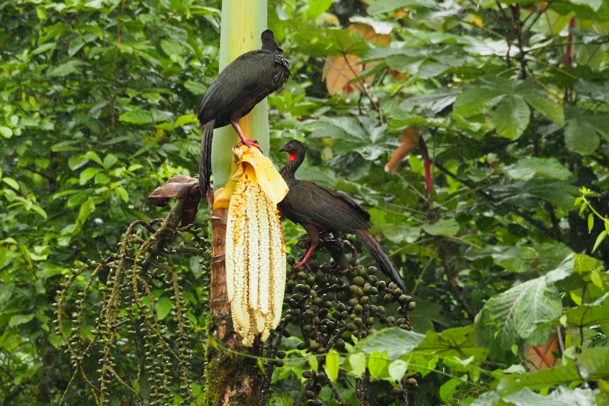 Crested Guan - ML620516370