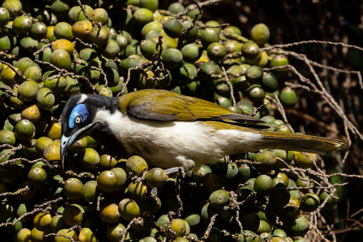 Blue-faced Honeyeater (Blue-faced) - Steve Popple