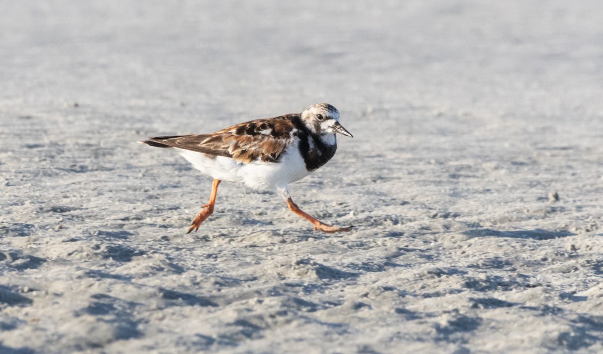 Ruddy Turnstone - ML620516374