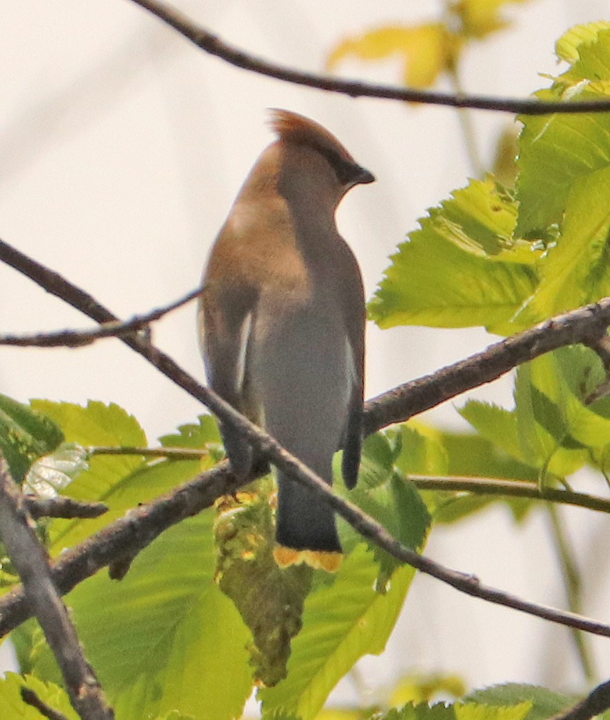 Cedar Waxwing - ML620516382