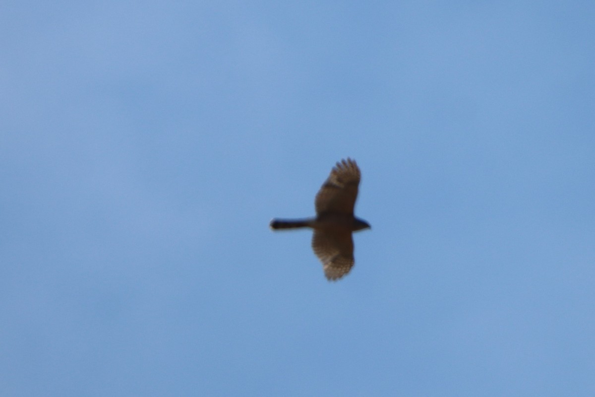 Cooper's Hawk - ML620516383