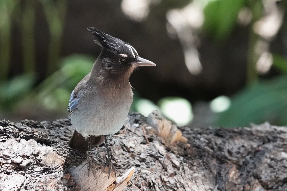 Steller's Jay - ML620516384