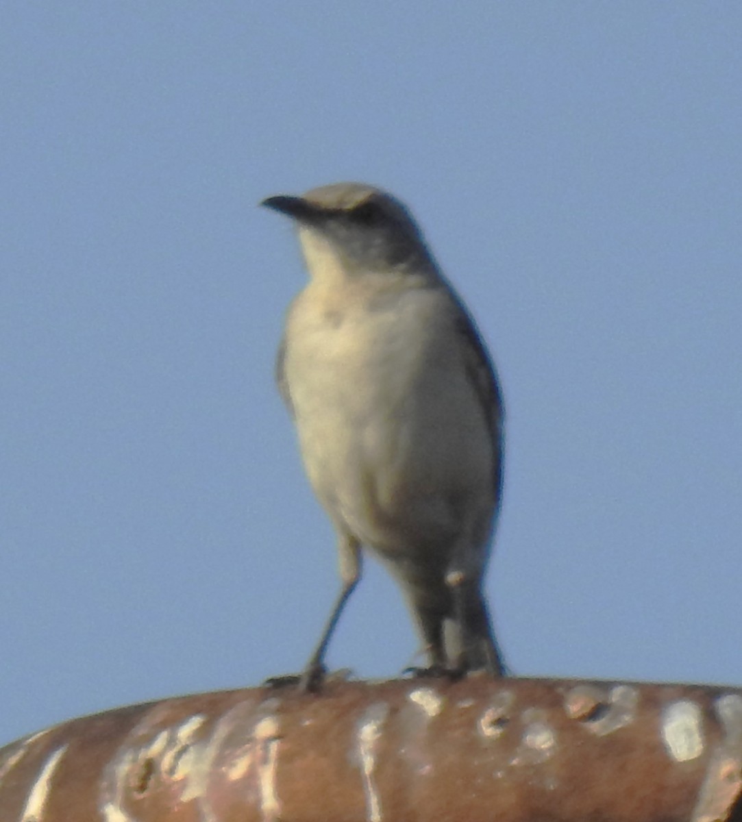 Northern Mockingbird - ML620516390