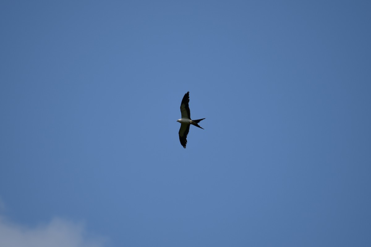 Swallow-tailed Kite - ML620516394