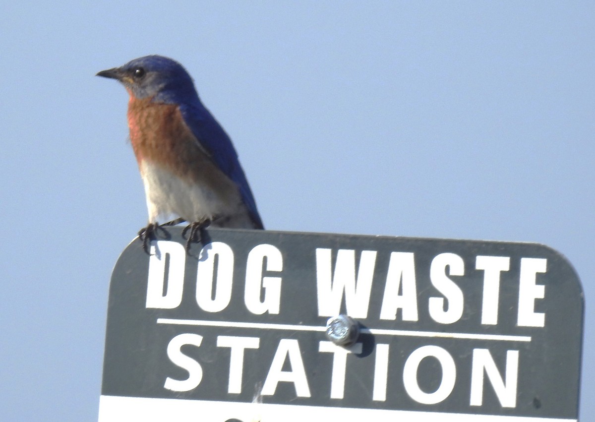 Eastern Bluebird - Harry Colestock