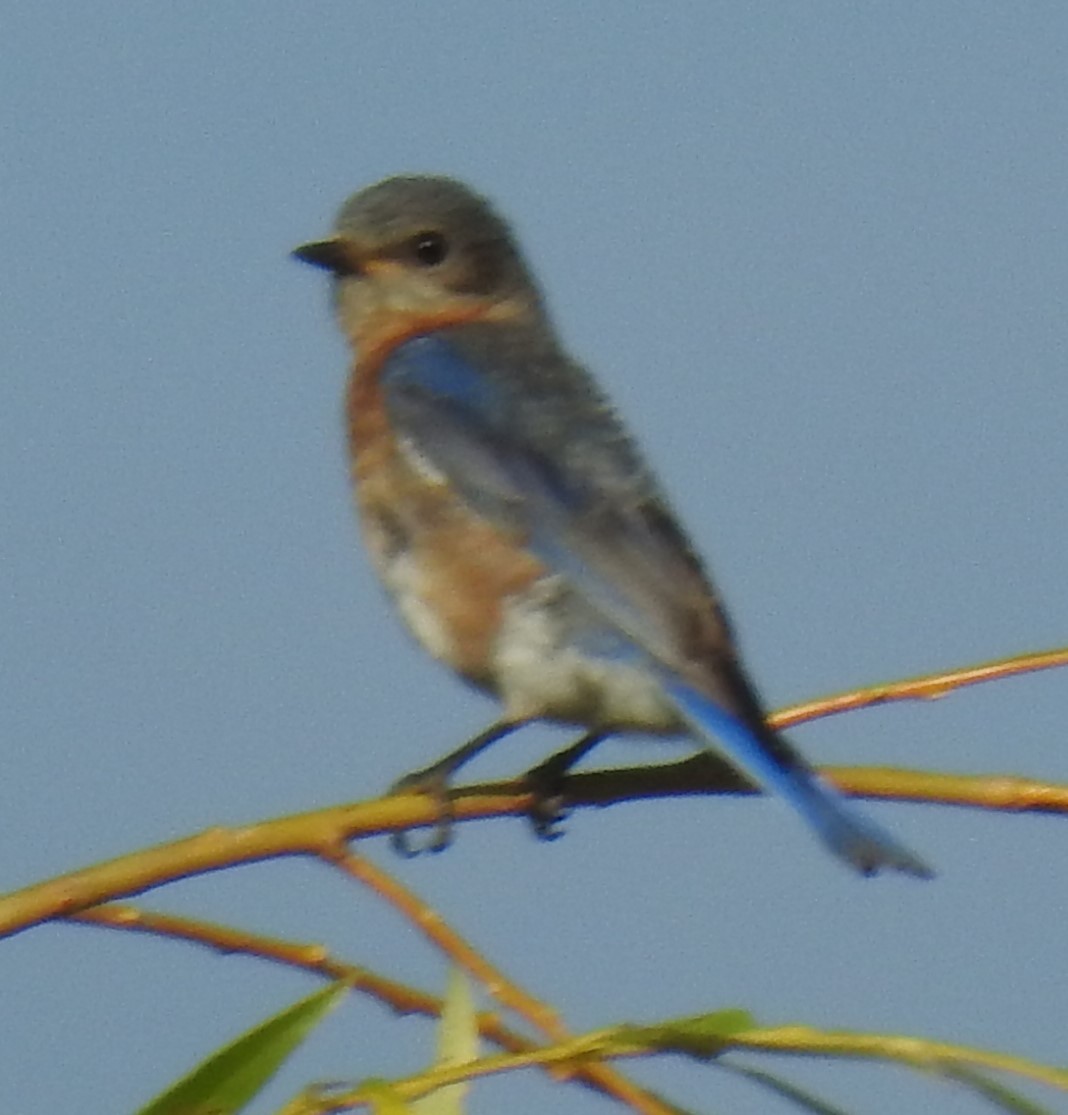 Eastern Bluebird - ML620516401