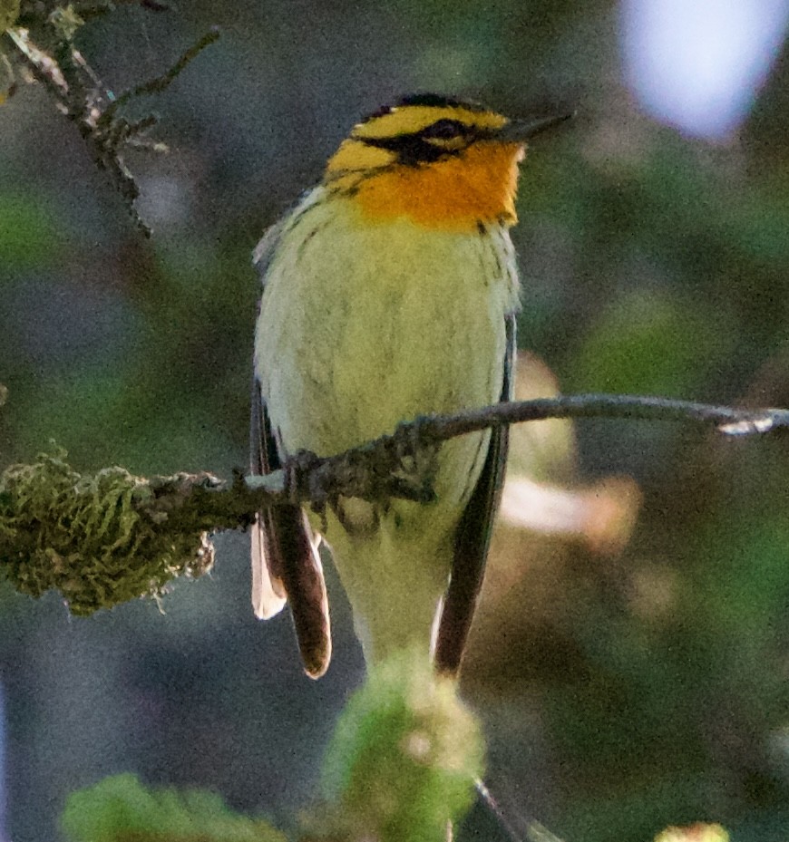 Blackburnian Warbler - ML620516404