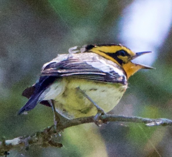 Blackburnian Warbler - ML620516405