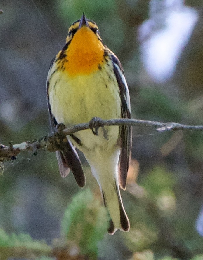 Blackburnian Warbler - ML620516406