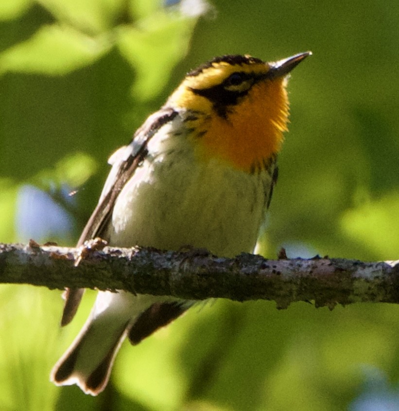 Blackburnian Warbler - ML620516407