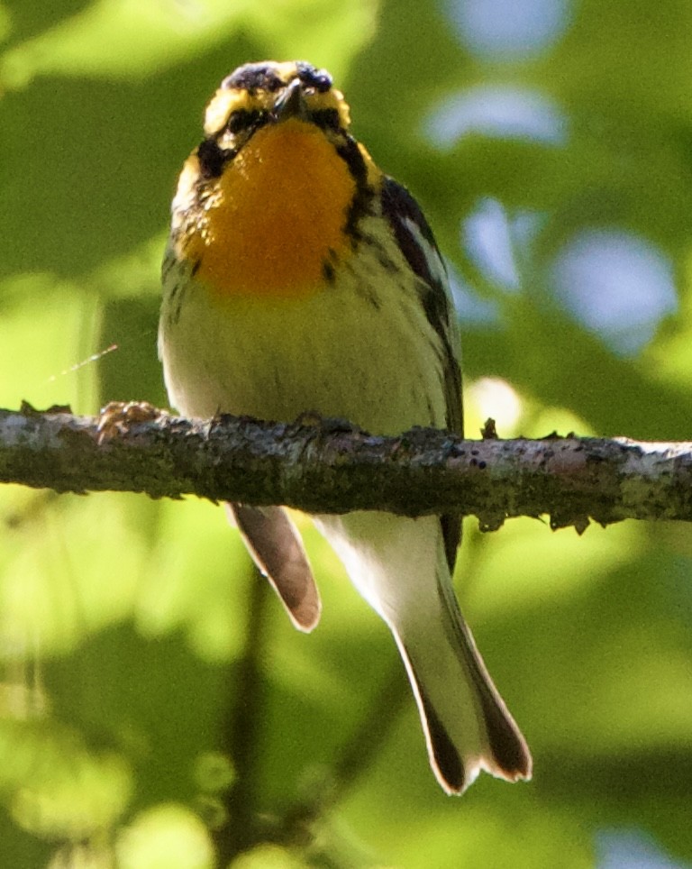 Blackburnian Warbler - ML620516408