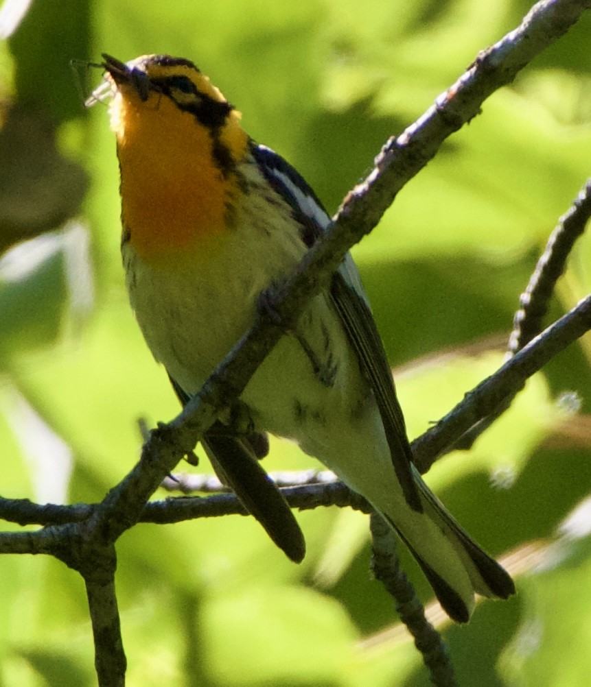 Blackburnian Warbler - ML620516409
