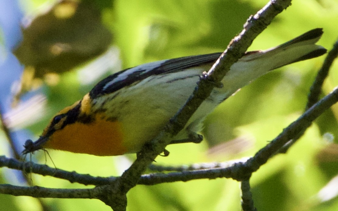 Blackburnian Warbler - ML620516411